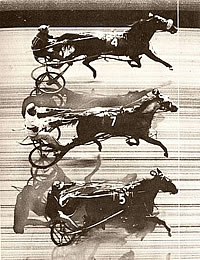First Triple Dead Heat in Harness Racing History - Patchover, Payne Hall and Penny Maid