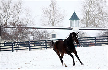 The Queen at Lane's End Farm