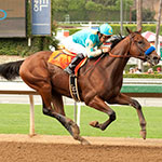 American Pharoah (Photo by Benoit Photo)