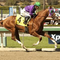 California Chrome Photo by Benoit Photography