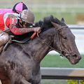 Orb Photo by Gulfstream Park