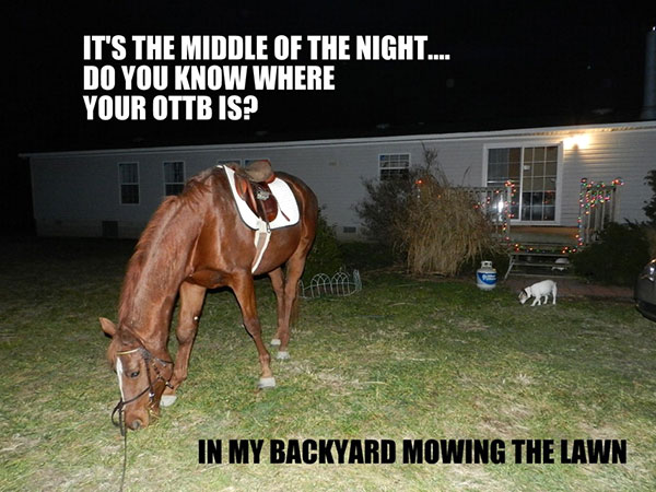 OTTB Mowing the Lawn