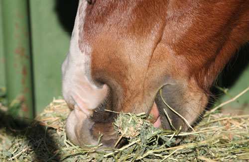 Quarter Horse Diet